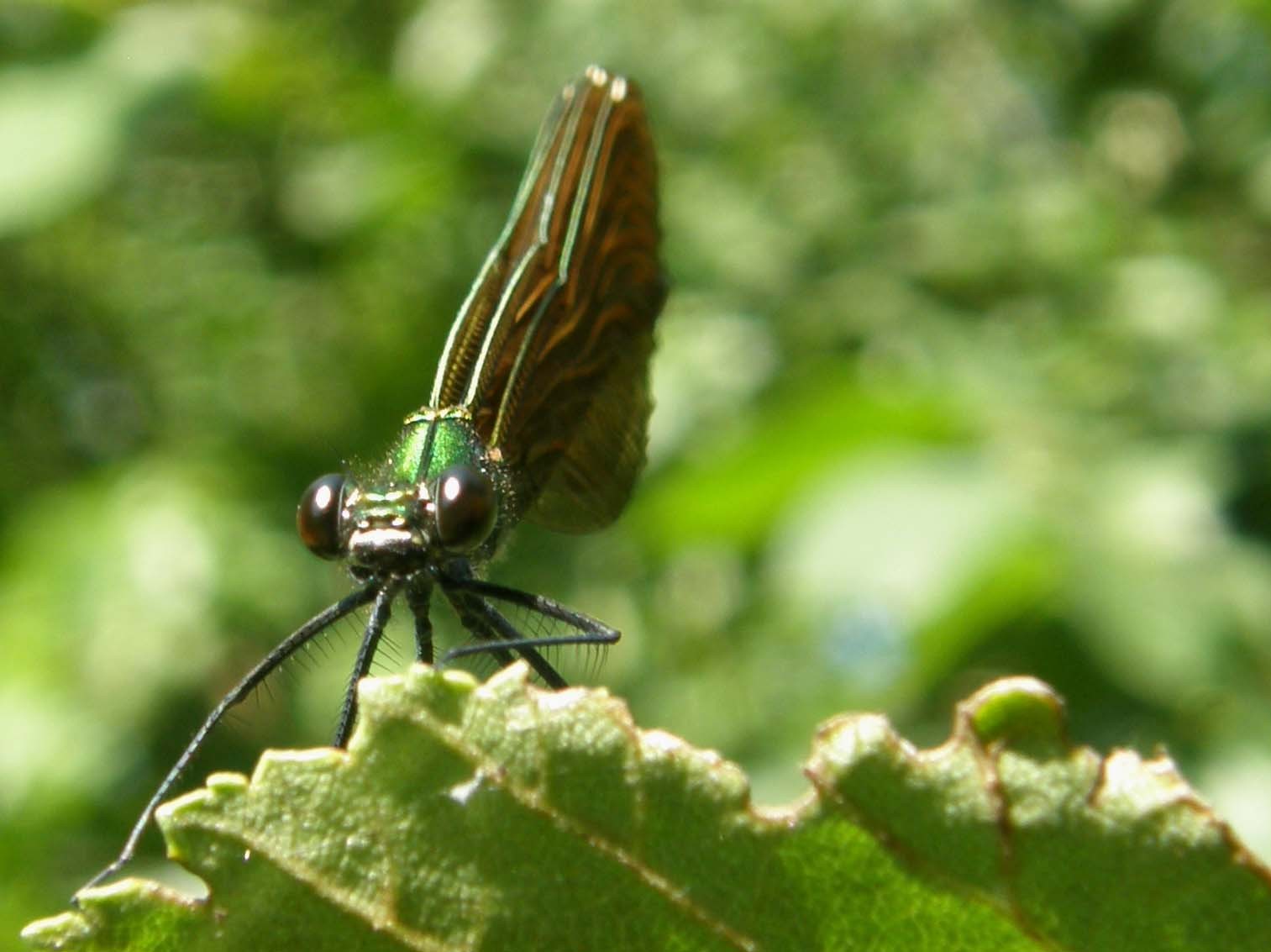 Calopterix da identificare