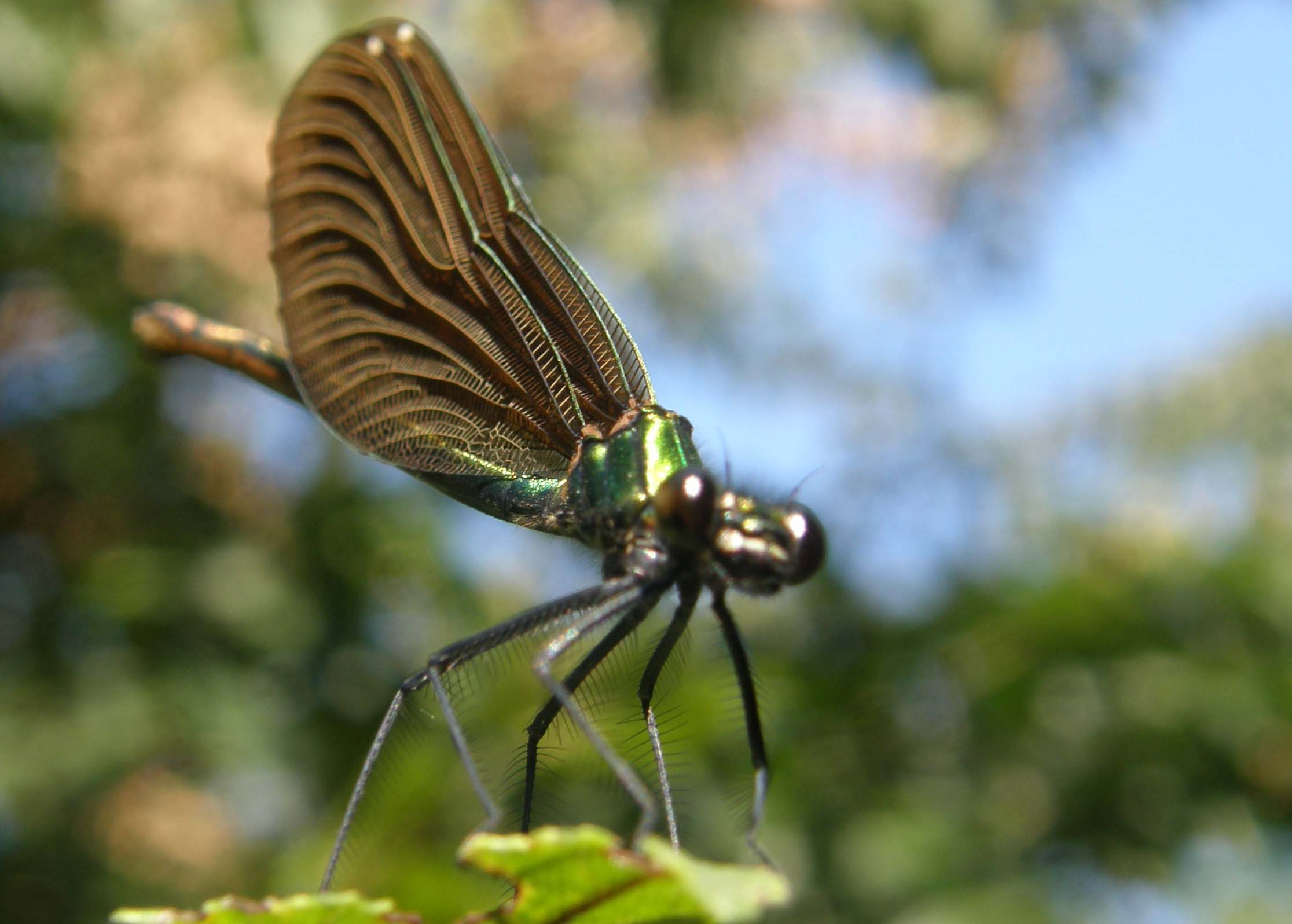 Calopterix da identificare