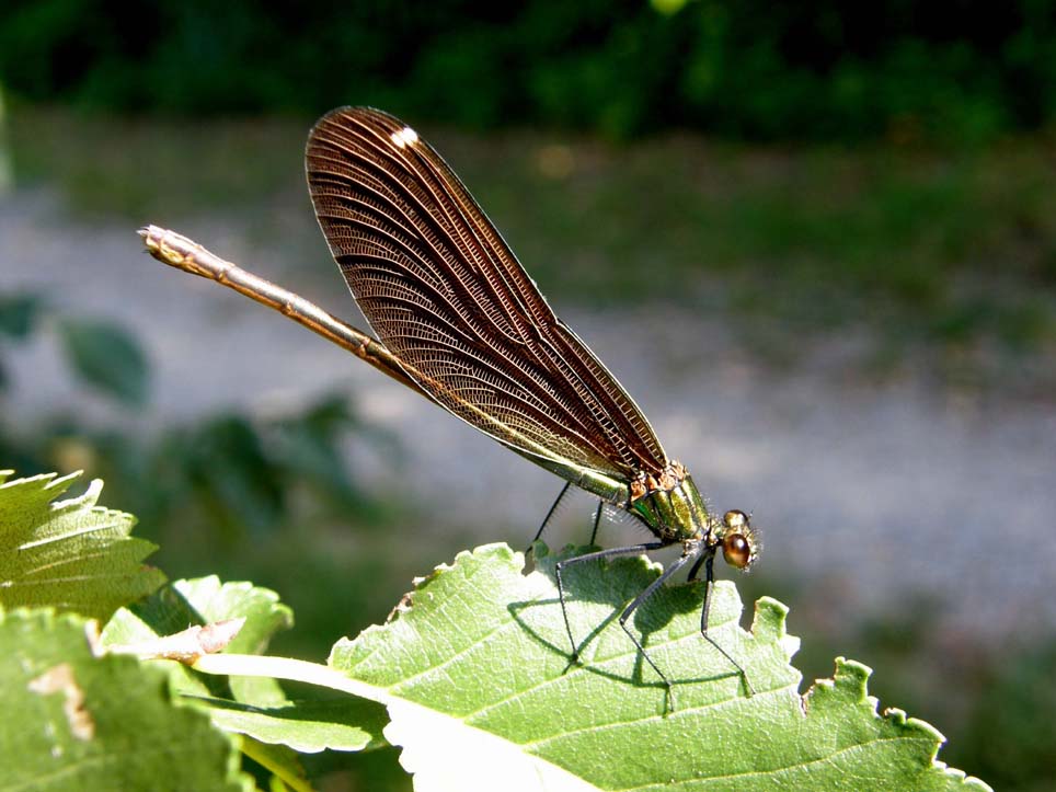 Calopterix da identificare