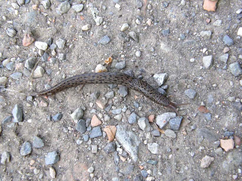 Limax maximus della periferia di  Cornaredo (MI)