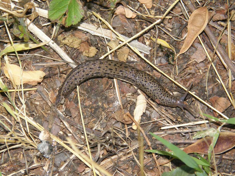 Limax maximus della periferia di  Cornaredo (MI)