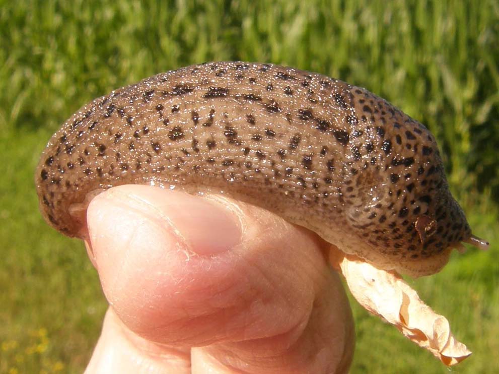 Limax maximus della periferia di  Cornaredo (MI)