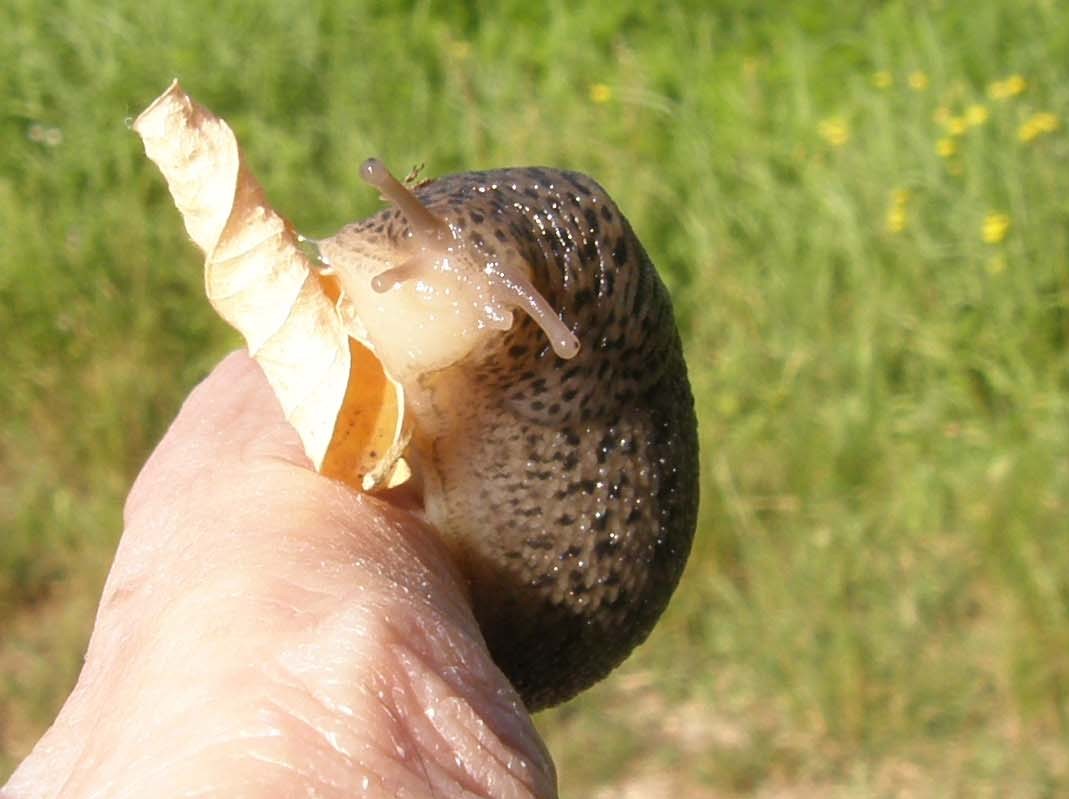 Limax maximus della periferia di  Cornaredo (MI)