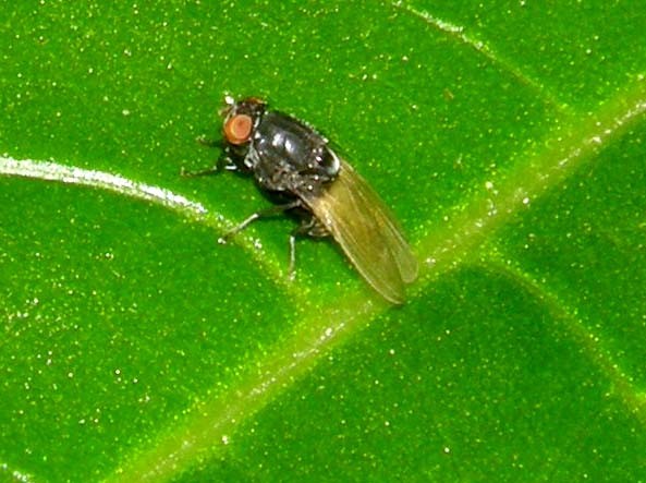 Lauxaniidae : Minettia longipennis