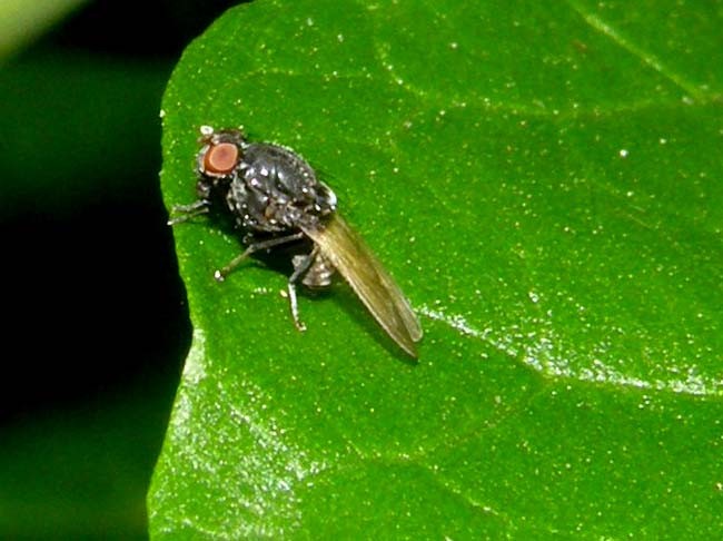 Lauxaniidae : Minettia longipennis