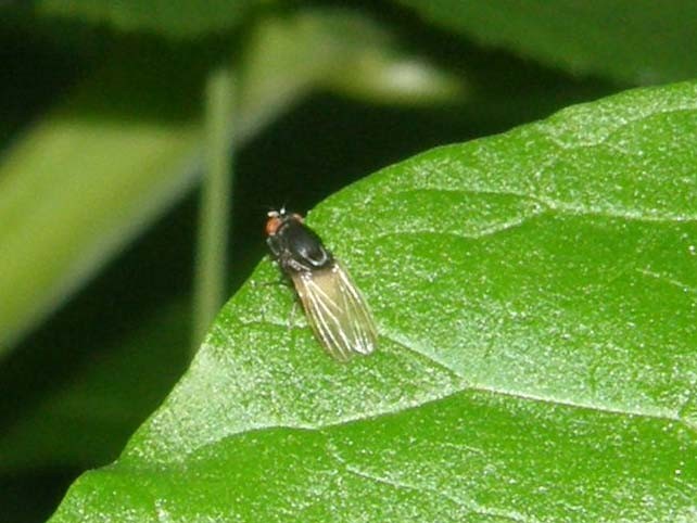 Lauxaniidae : Minettia longipennis