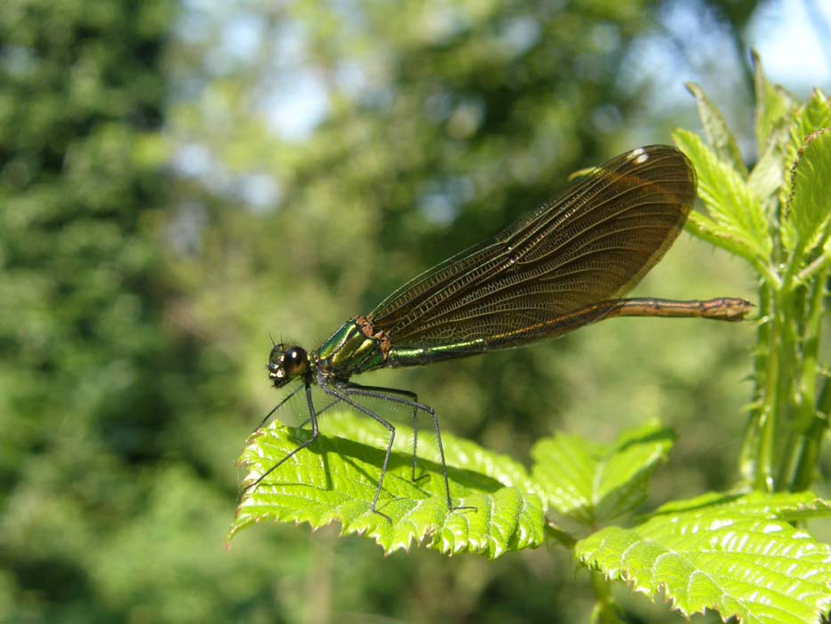 Calopterix da identificare