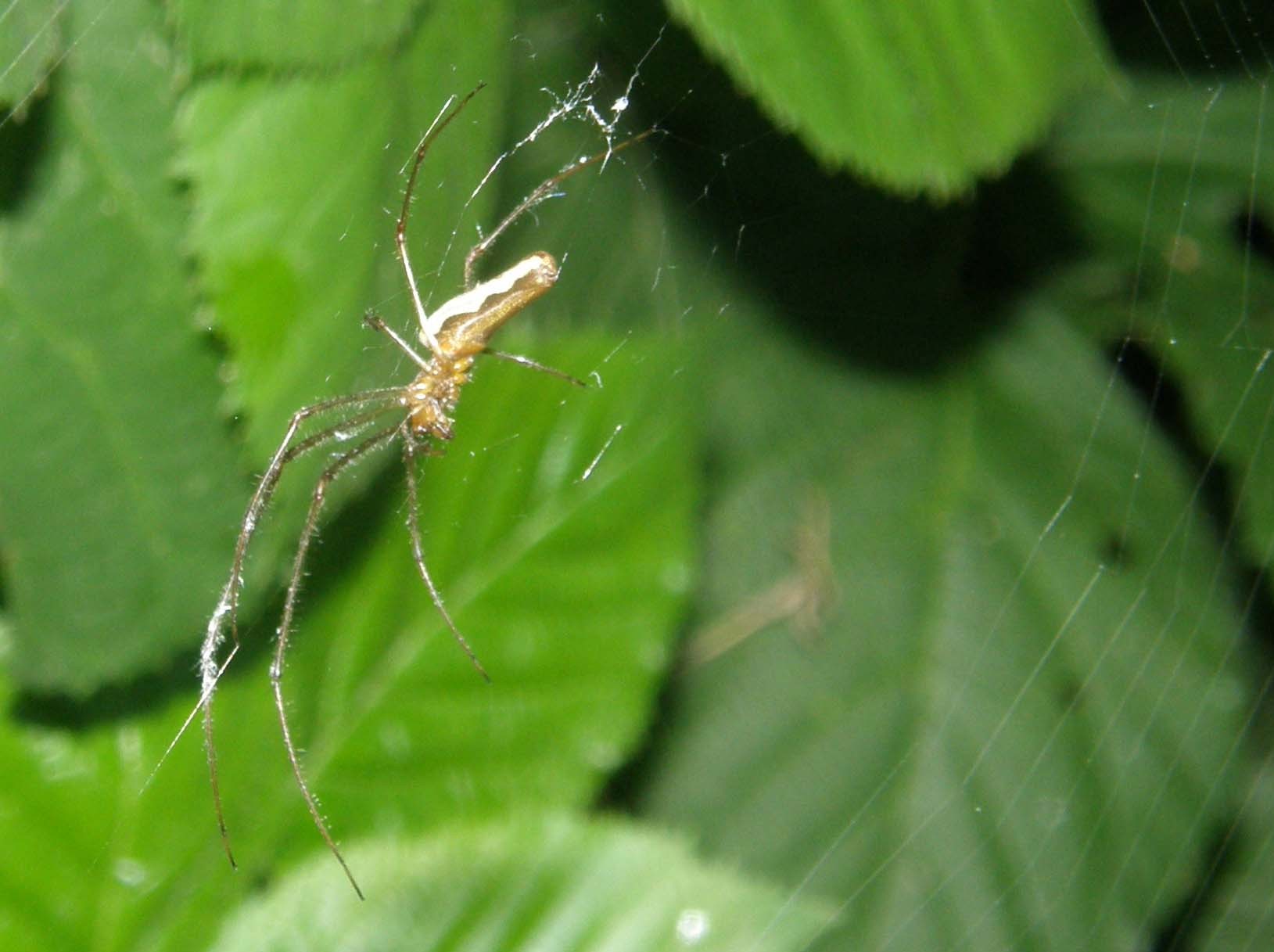 Tetragnatha sp.