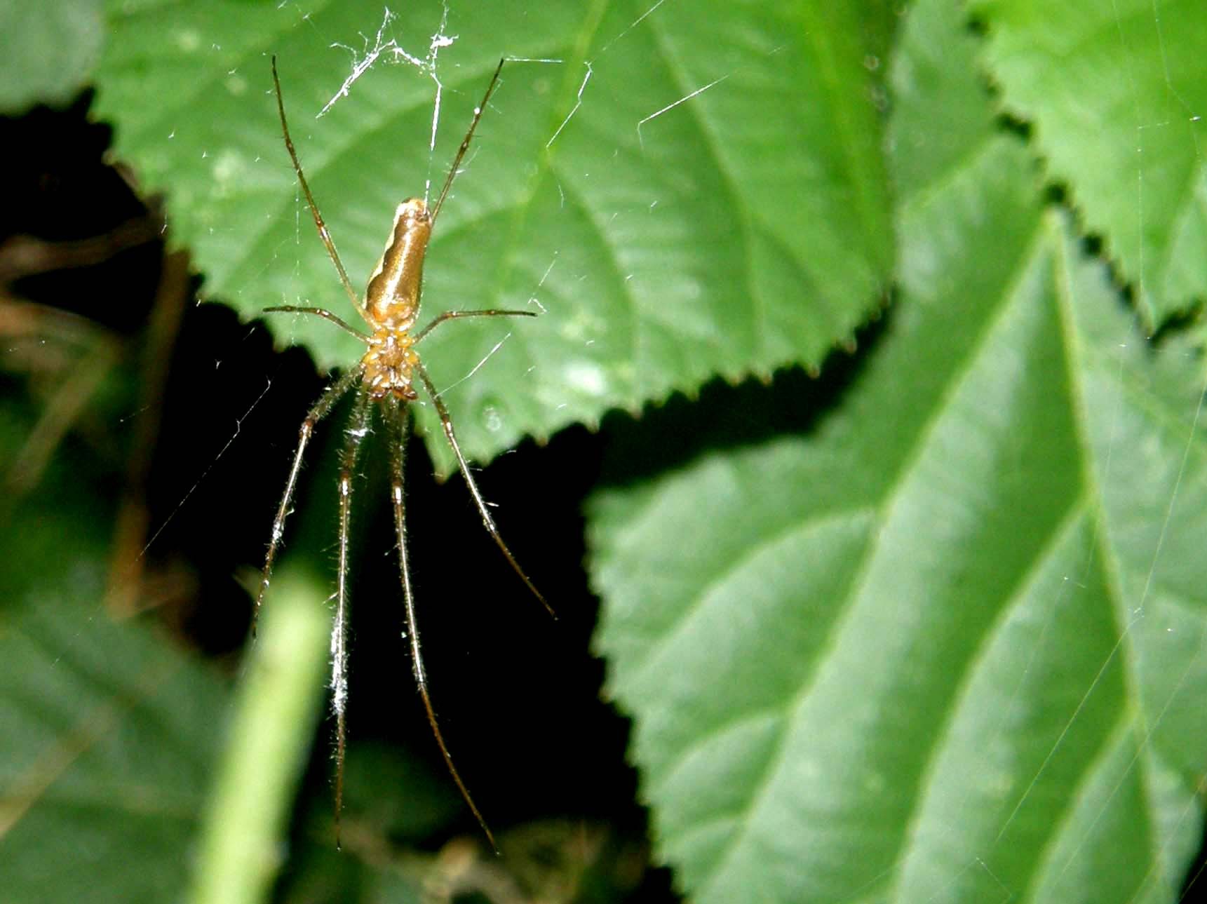 Tetragnatha sp.