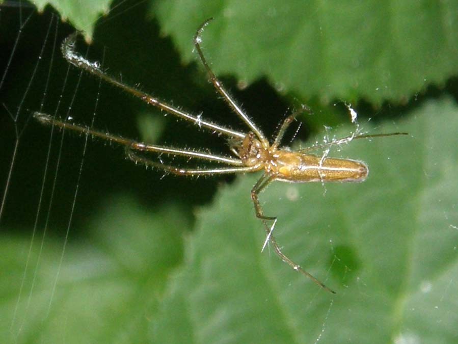 Tetragnatha sp.