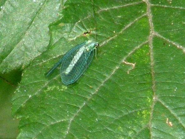 Chrysopidae da identificare - Chrysopa perla