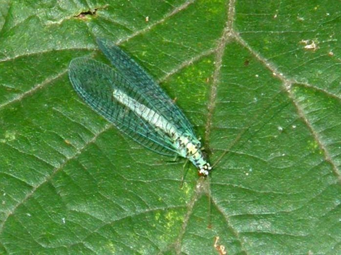 Chrysopidae da identificare - Chrysopa perla