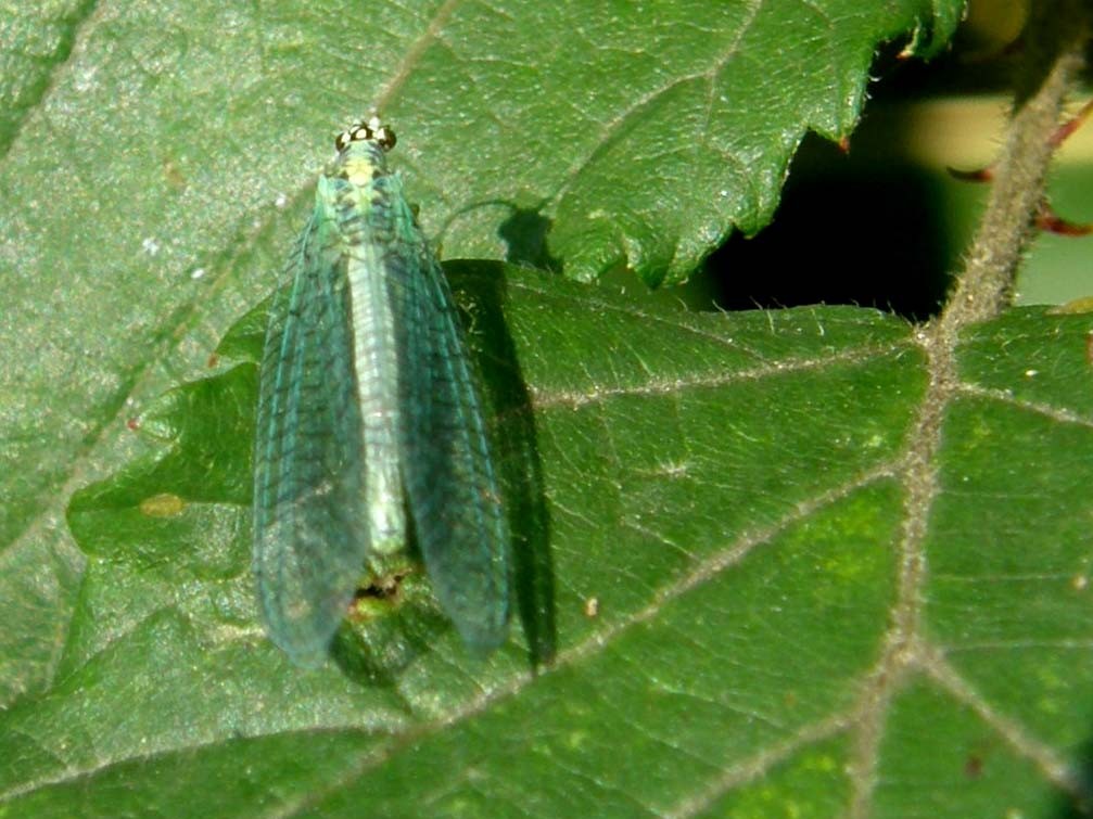 Chrysopidae da identificare - Chrysopa perla