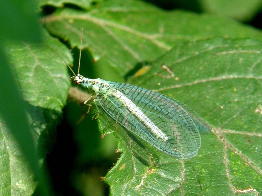 Chrysopidae da identificare - Chrysopa perla