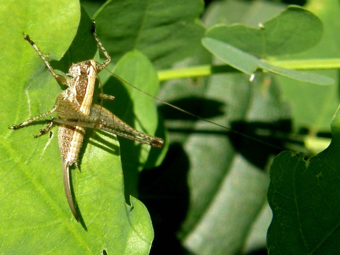 Altra cavalletta da identificare