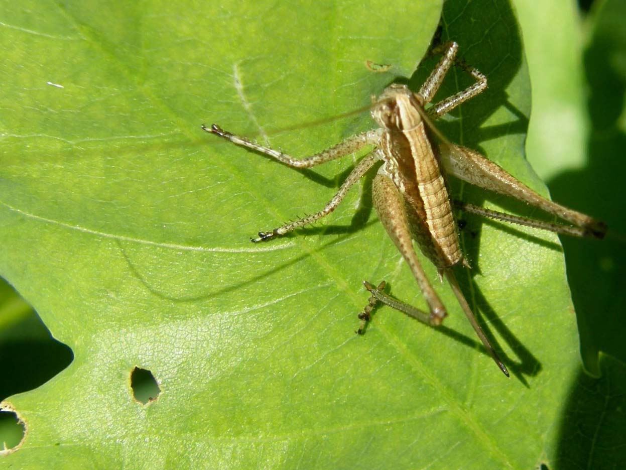 Altra cavalletta da identificare