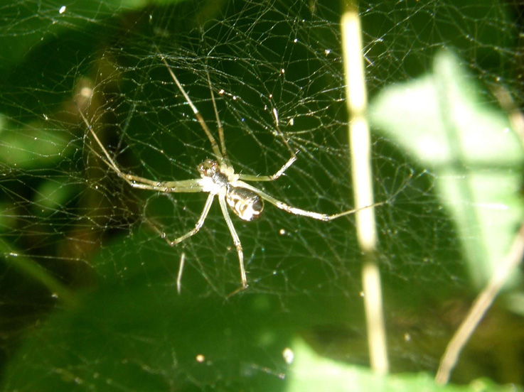 Linyphiidae