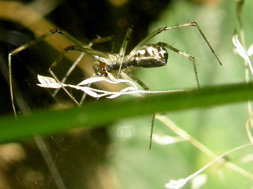 Linyphiidae