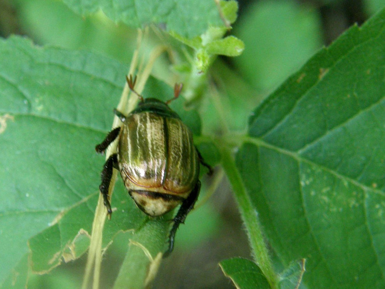 Mimela junii (Rutelidae)