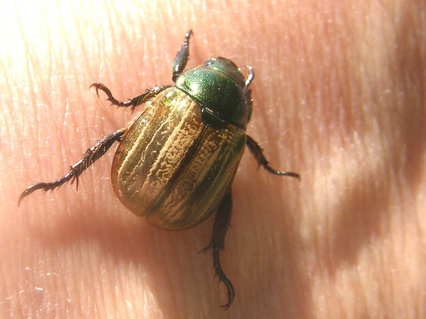 Mimela junii (Rutelidae)