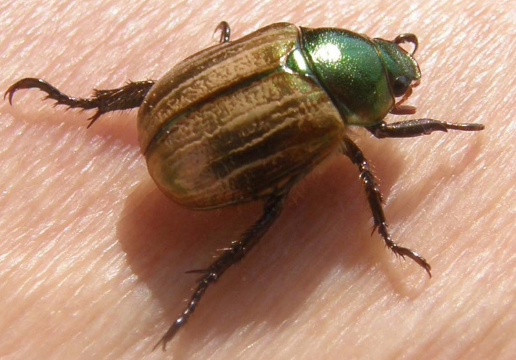 Mimela junii (Rutelidae)
