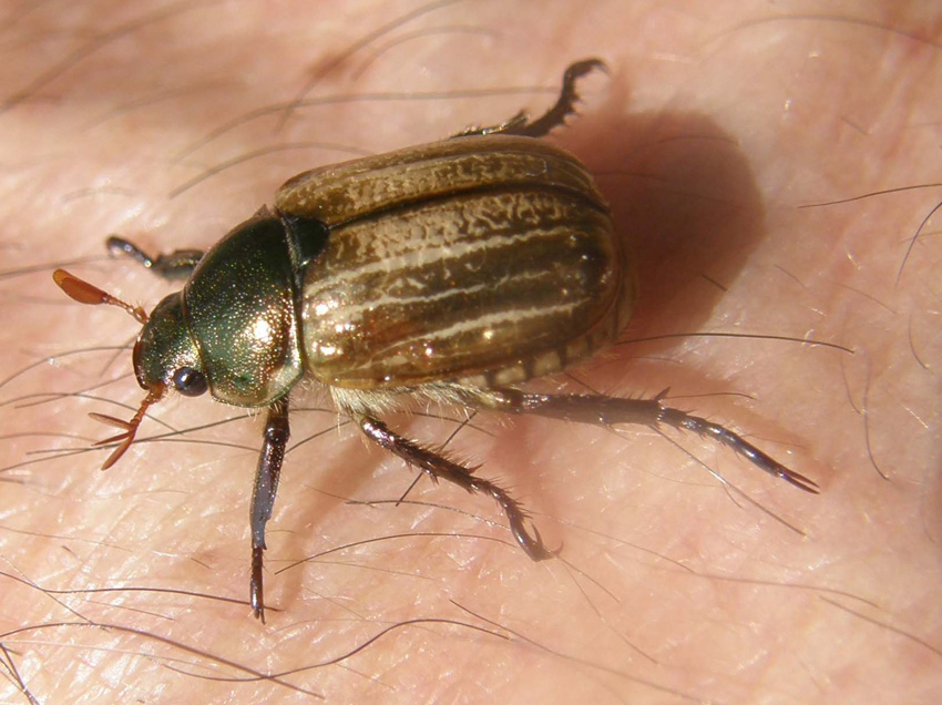 Mimela junii (Rutelidae)