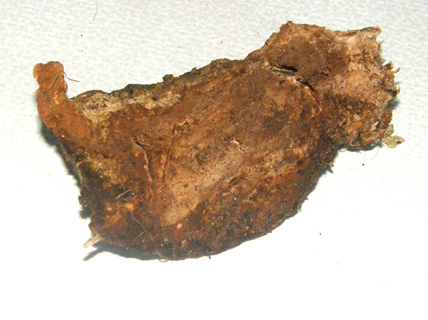 Alla base di una robinia morta (Perenniporia fraxinea)