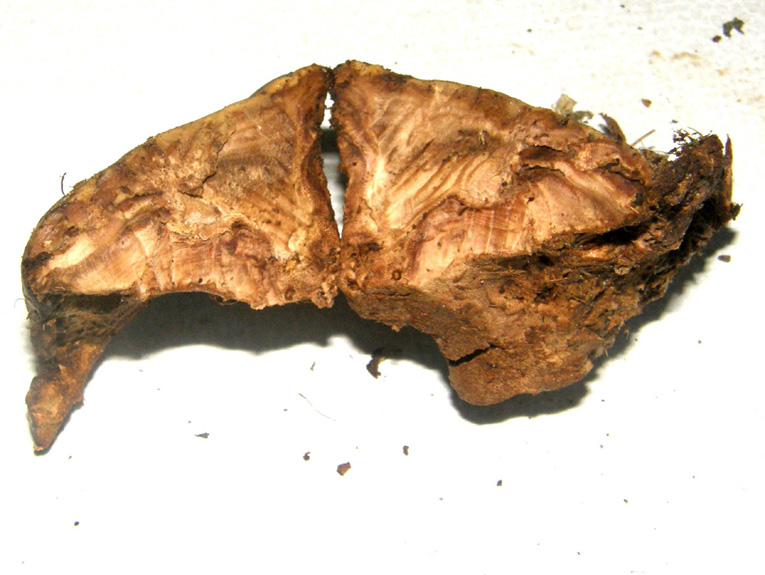 Alla base di una robinia morta (Perenniporia fraxinea)