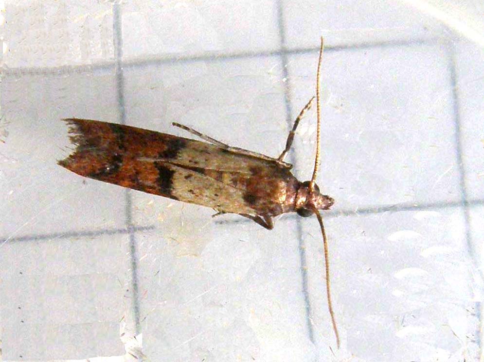 Plodia interpunctella, Pyralidae