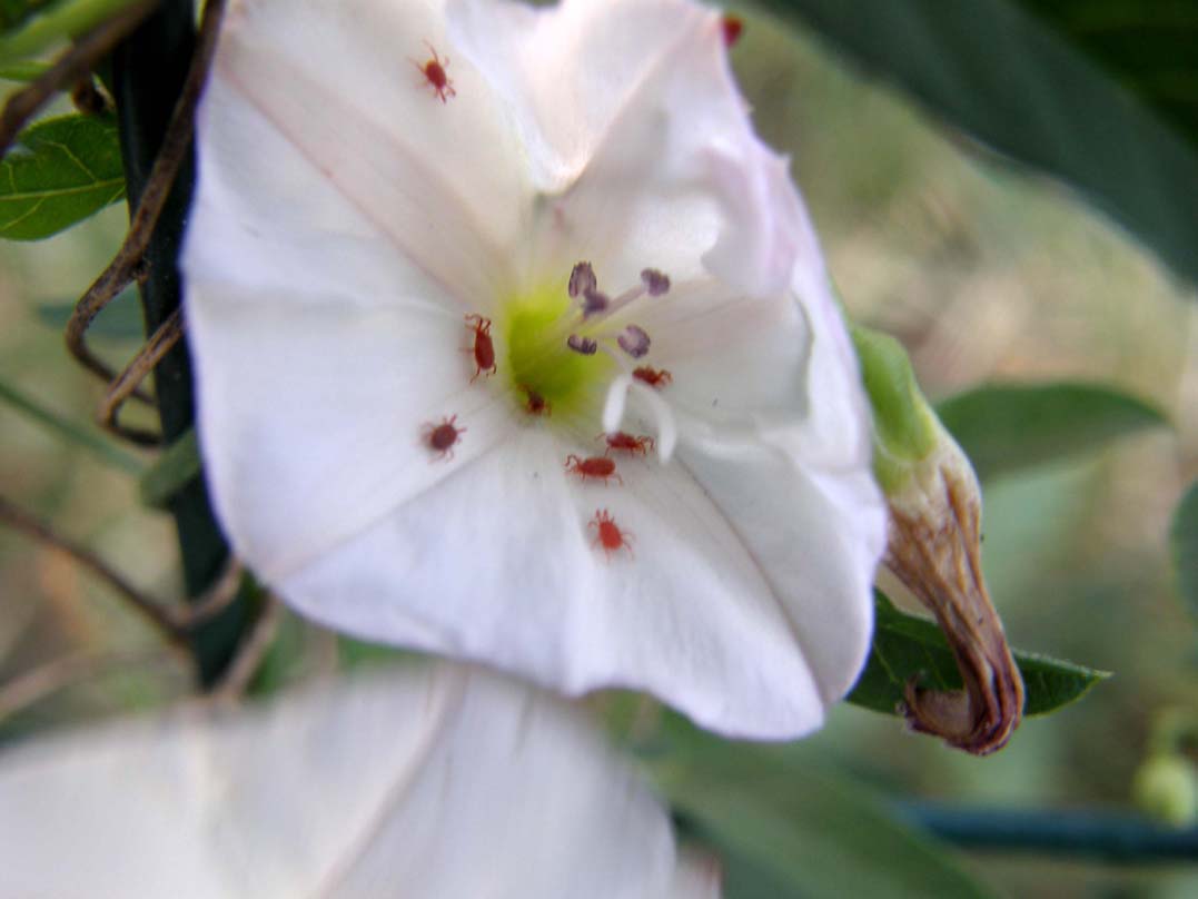 Trombidiidae in fiori di convolvolo