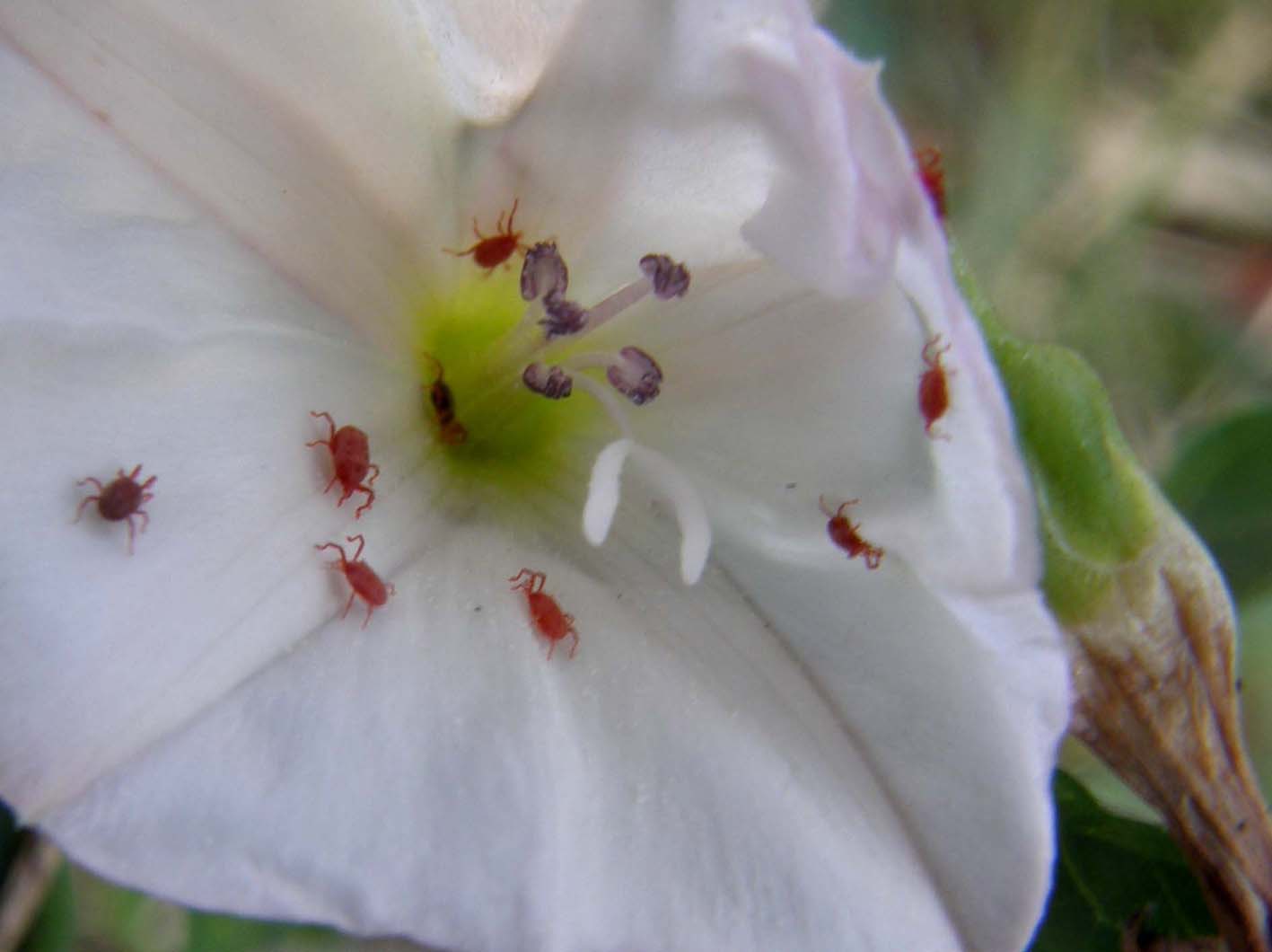 Trombidiidae in fiori di convolvolo