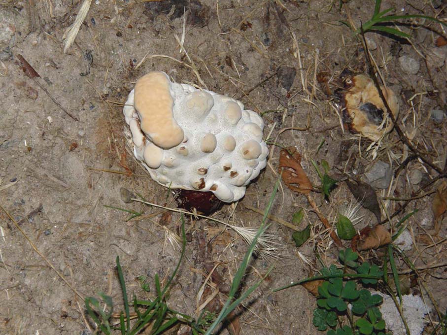 A volte ritornano... (Ganoderma resinaceum)