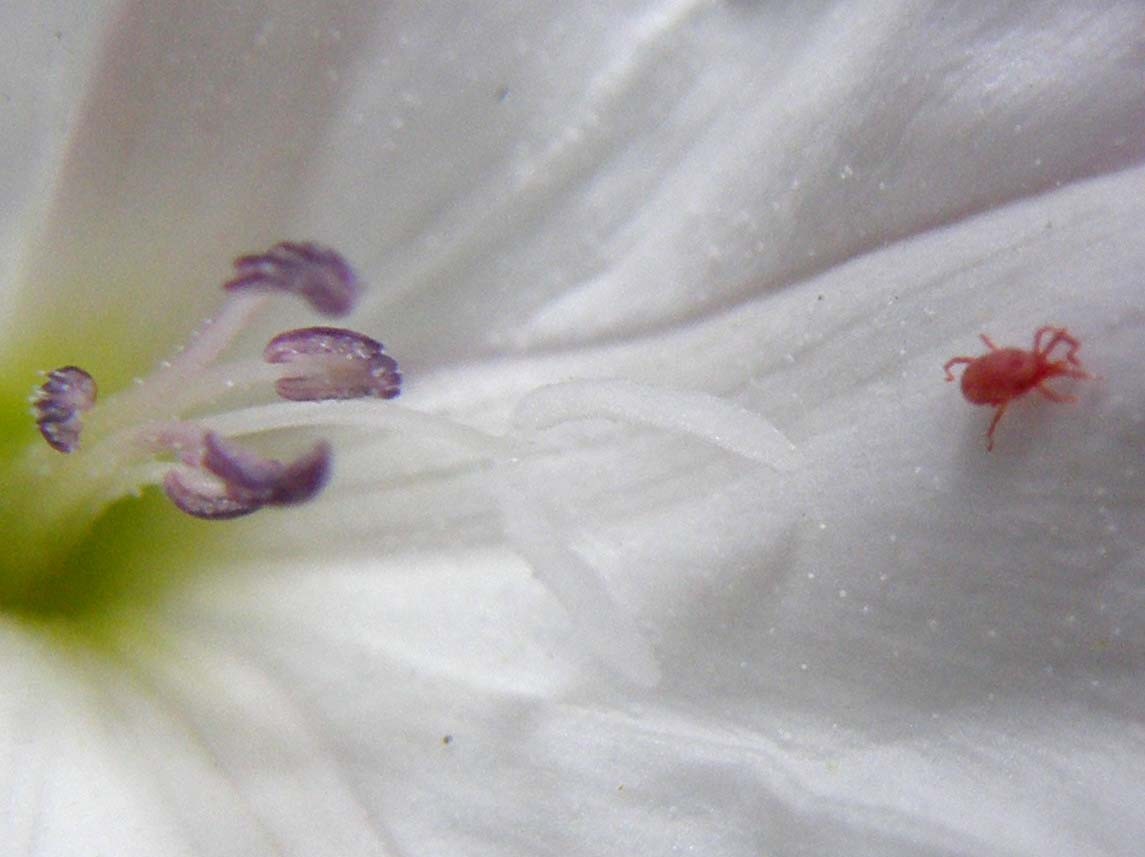 Trombidiidae in fiori di convolvolo