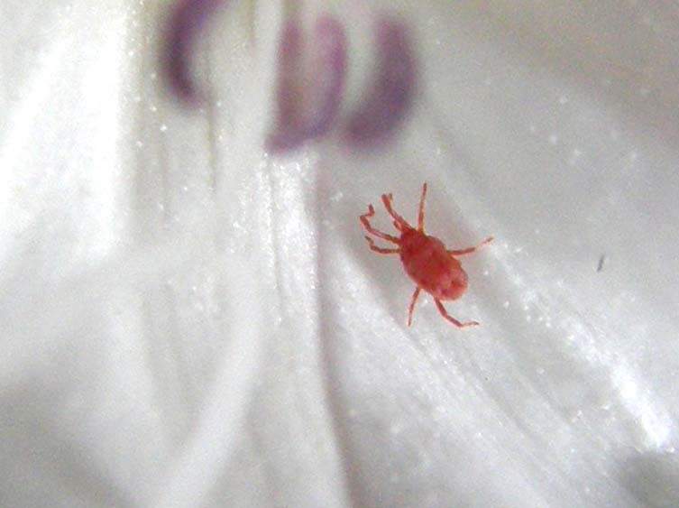 Trombidiidae in fiori di convolvolo