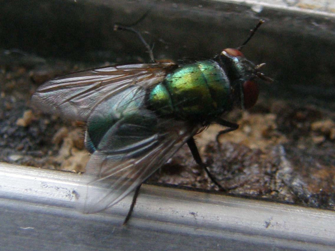 Lucilia sericata  ♀ (Calliphoridae)