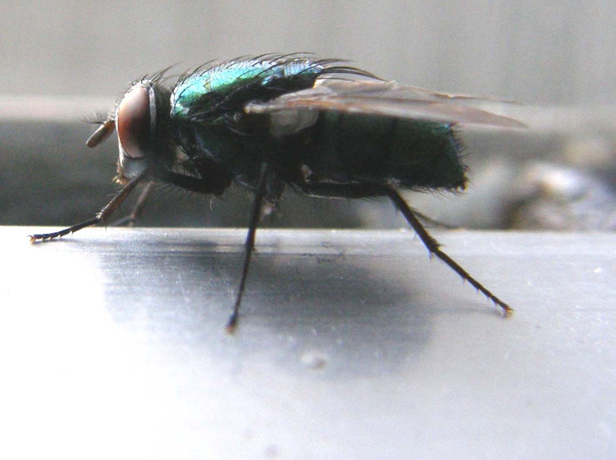 Lucilia sericata  ♀ (Calliphoridae)