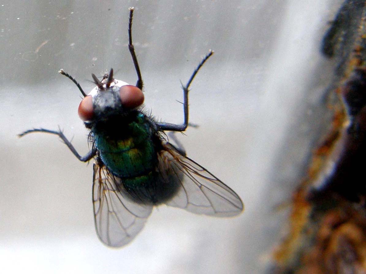 Lucilia sericata  ♀ (Calliphoridae)