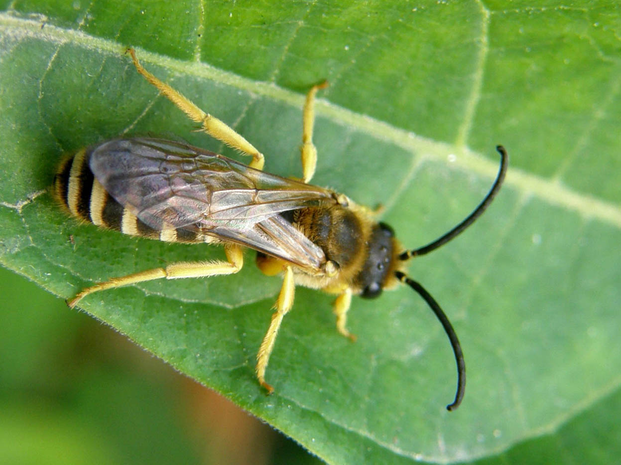 Apidae Halictinae o Melittinae