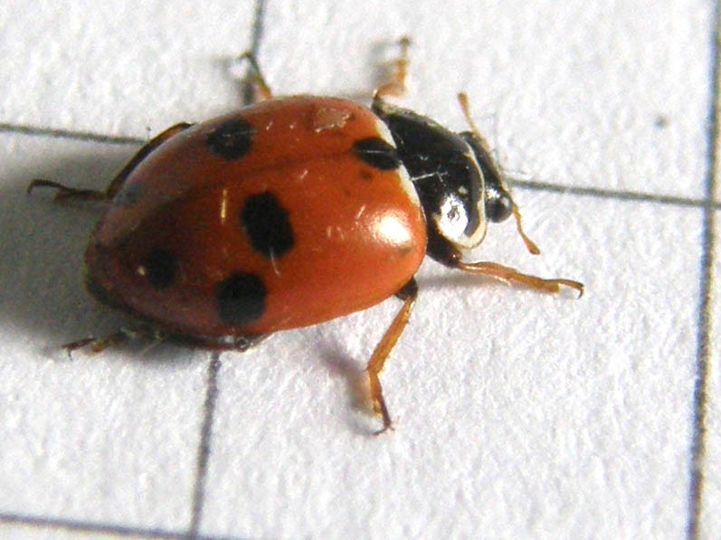 Coccinella septempunctata, anzi no, Hippodamia variegata