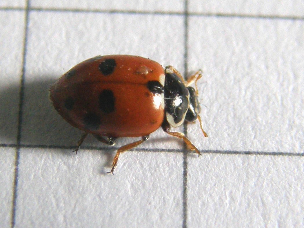 Coccinella septempunctata, anzi no, Hippodamia variegata