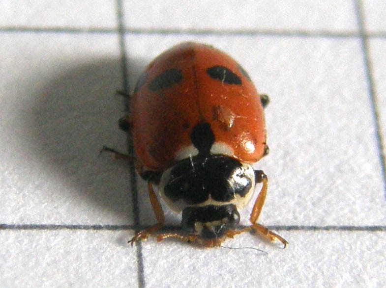 Coccinella septempunctata, anzi no, Hippodamia variegata
