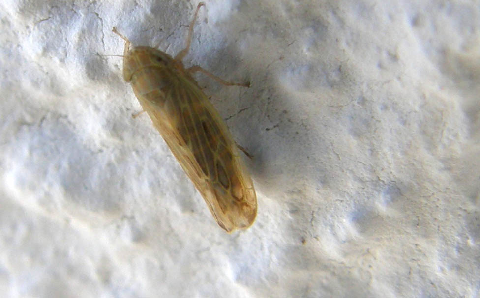 Euscelis sp.? No, Psammotettix sp.
