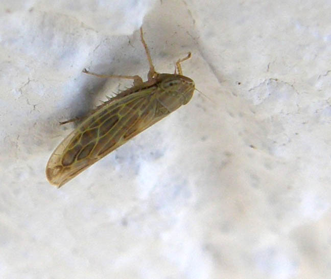 Euscelis sp.? No, Psammotettix sp.