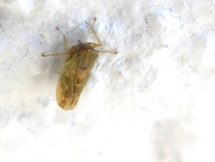 Euscelis sp.? No, Psammotettix sp.