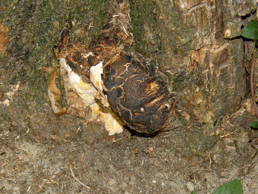 Alla base di una robinia morta (Perenniporia fraxinea)
