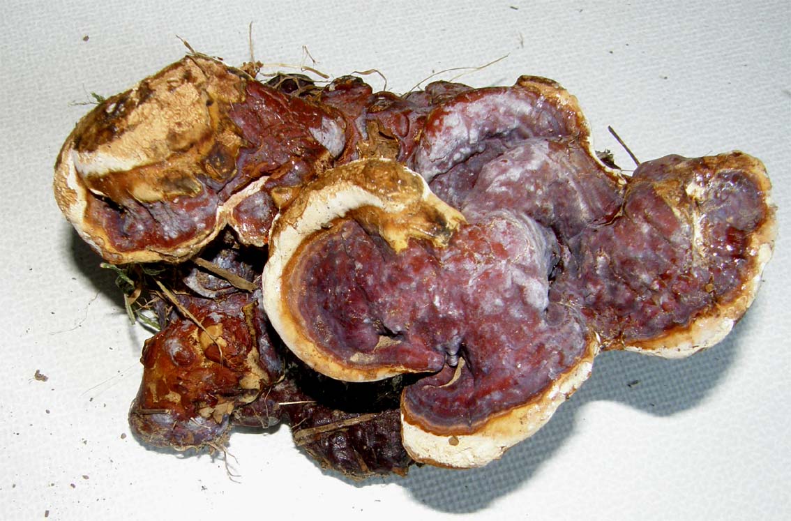 A volte ritornano... (Ganoderma resinaceum)
