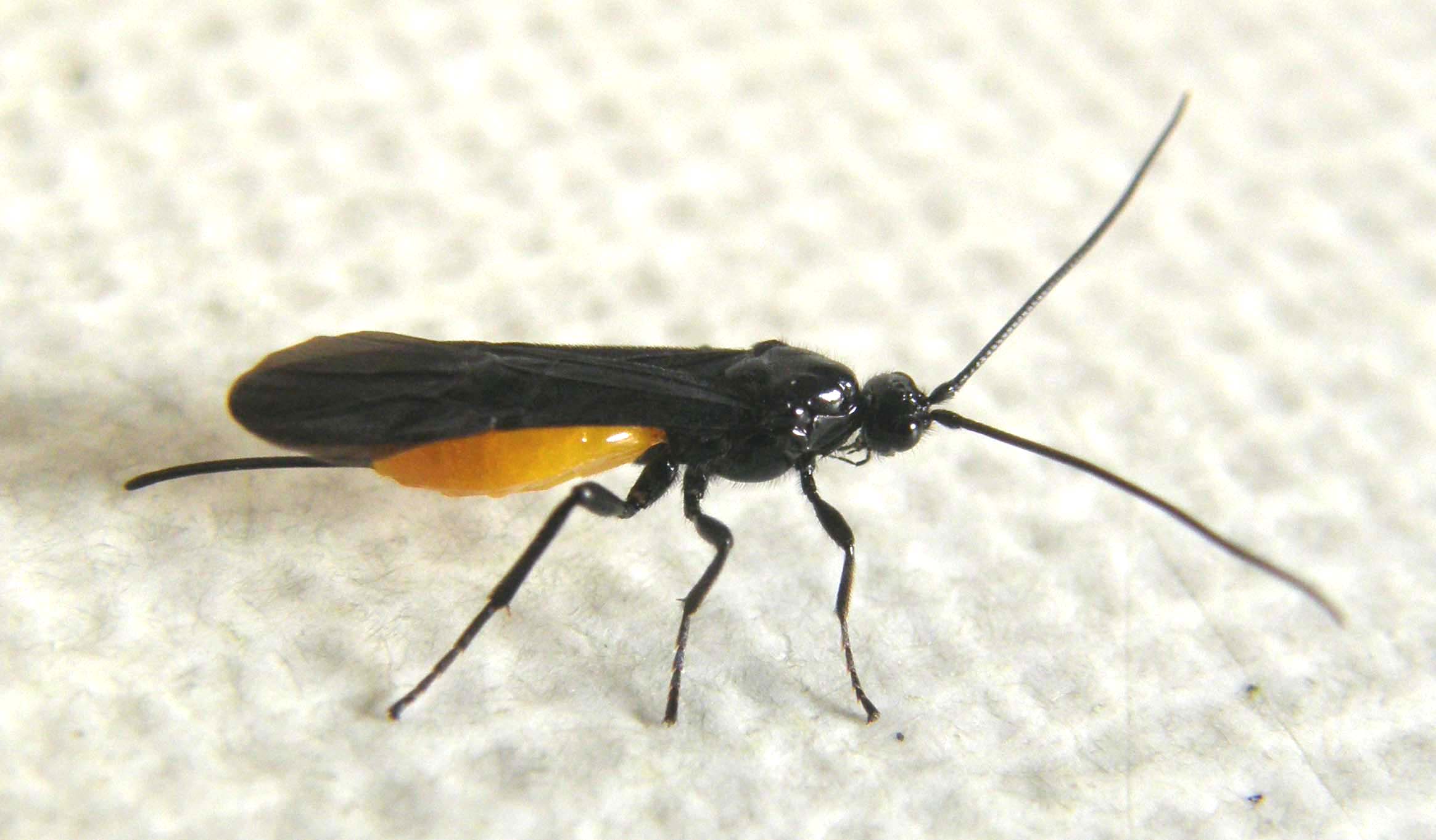 Nero con addome giallo-arancio: Braconidae