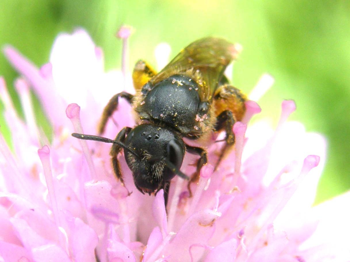 Lasioglossum sp.
