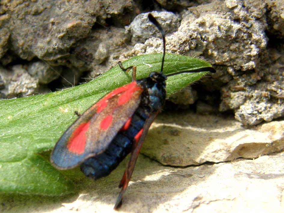Zygenidae (malridotta) da identificare