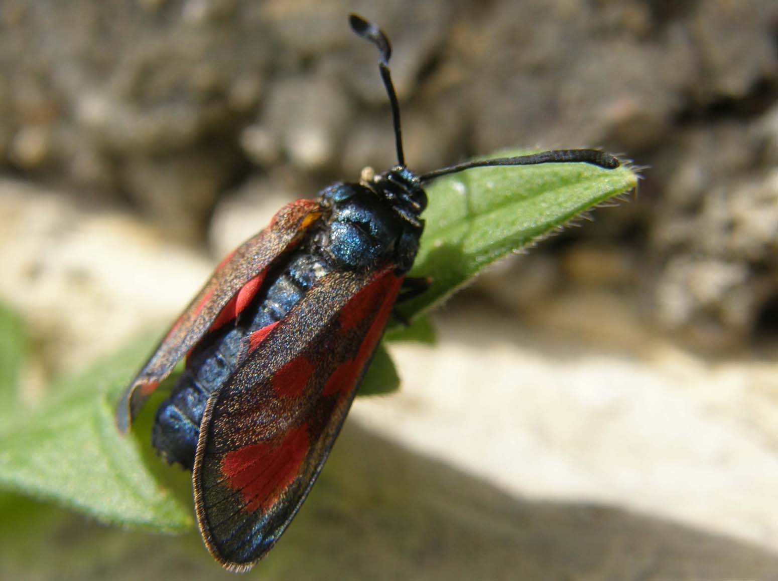 Zygenidae (malridotta) da identificare